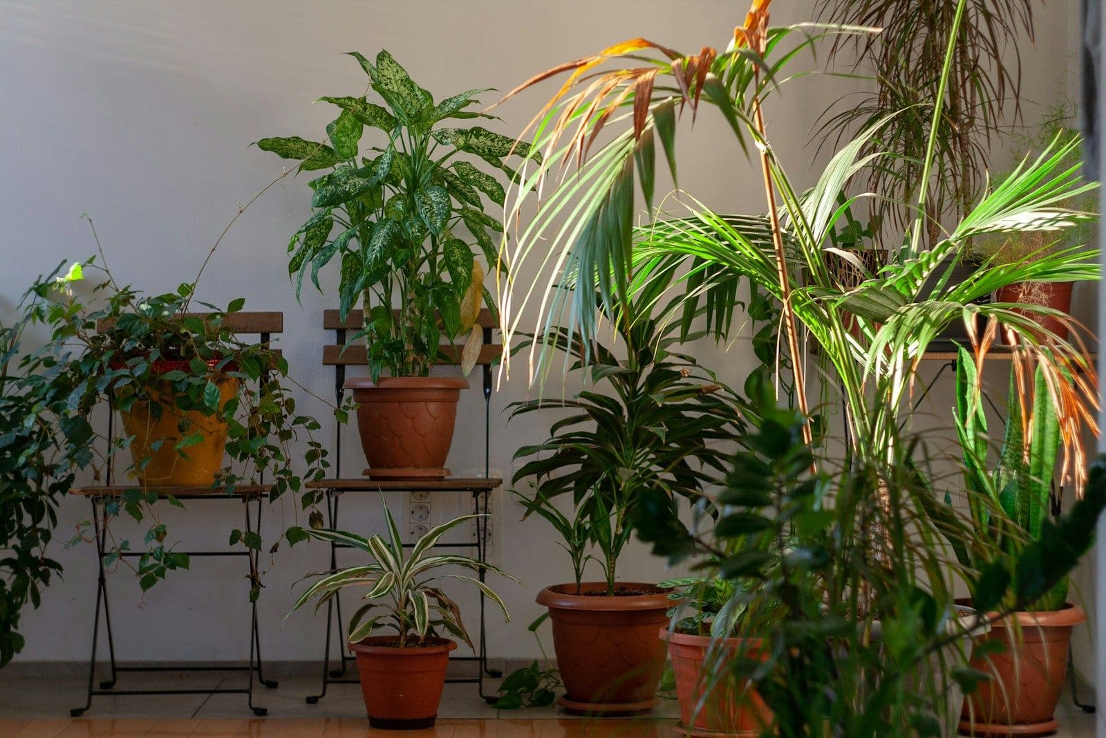 Leafy houseplants in terracotta pots on metal stands at different heights against a white wall